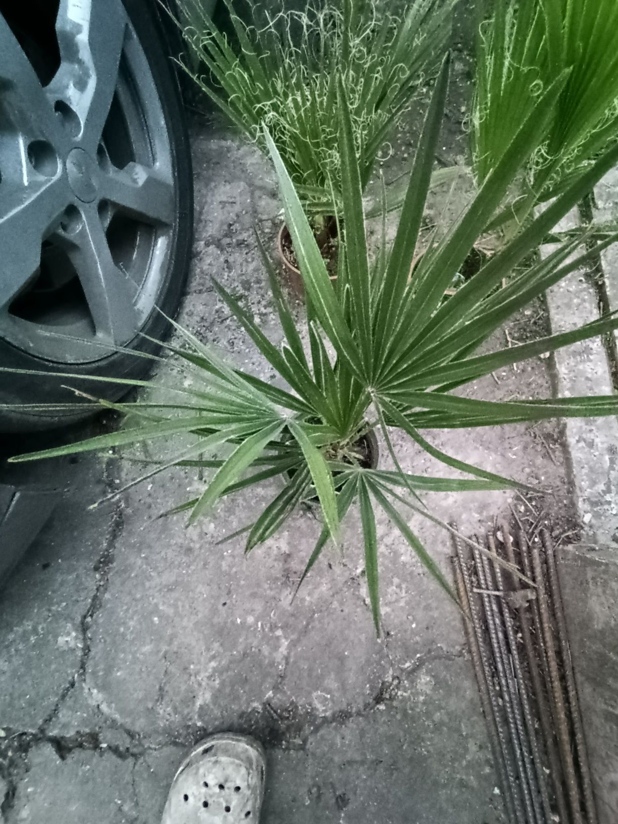 Карликовая пальма низкая (Chamaerops humilis) -ХАМЕРОПС