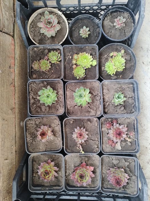 Молодила для альпійських гірок