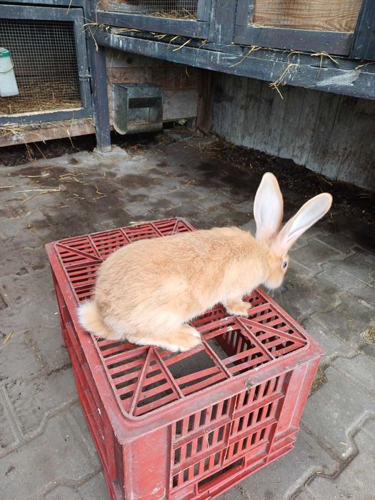 Olbrzym belgijski zolty