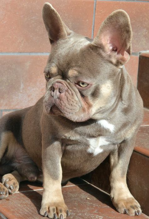 В'язка. Продажа . Французький бульдог Ізабелла тан
