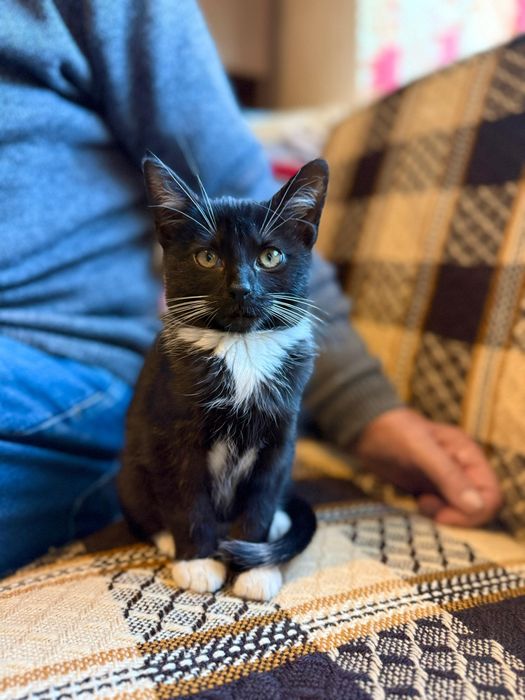 Malutka koteczka do adopcji