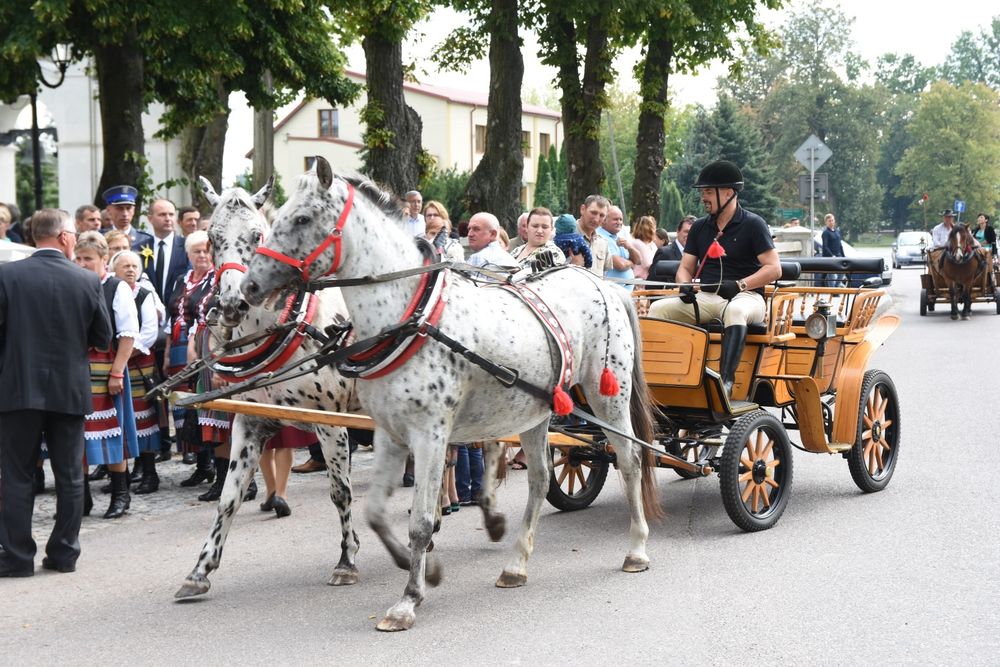 Piękna tarantowata para zaprzęgowa