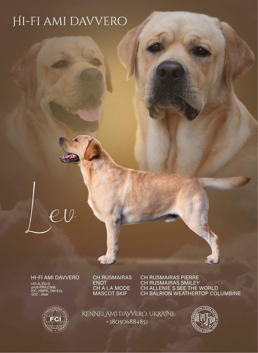 Для сук з документами КСУ.