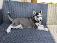 Syberyjski husky suczka niebieskie oczka