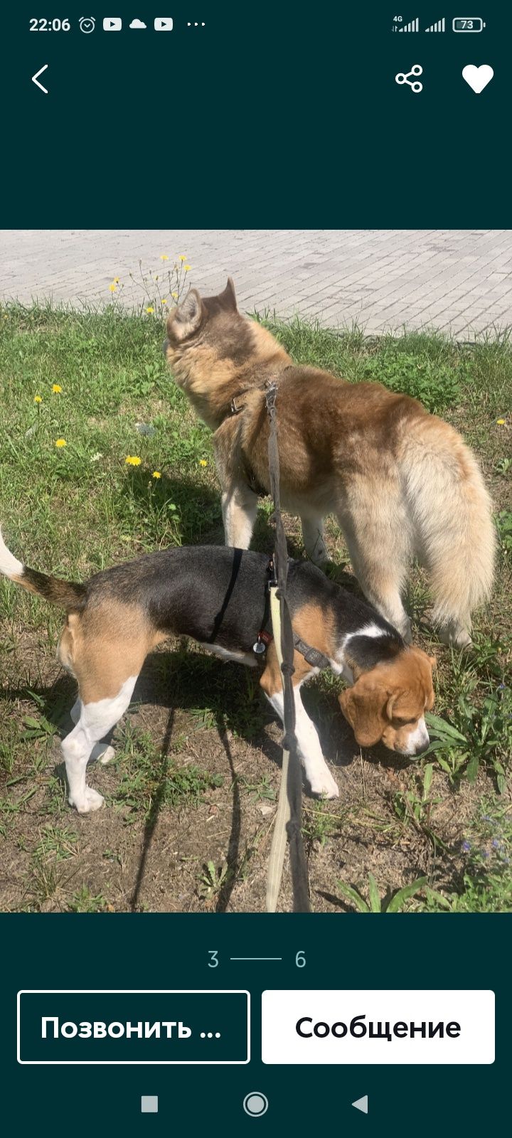 Отдам безплатно собачку