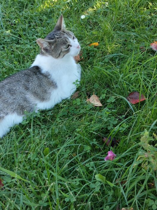 Koteczka roczna z działki