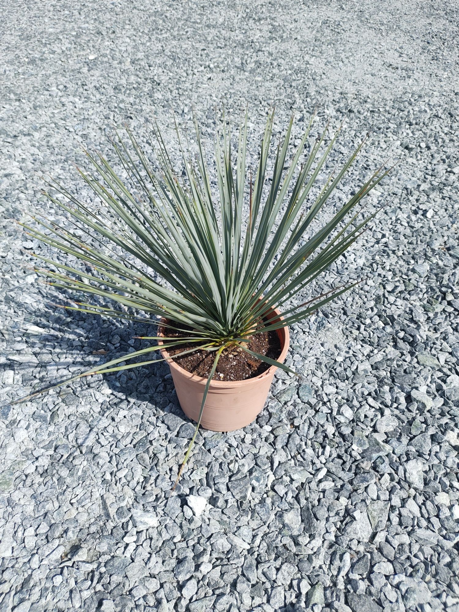 Juka Rostrata (Yucca rostrata)