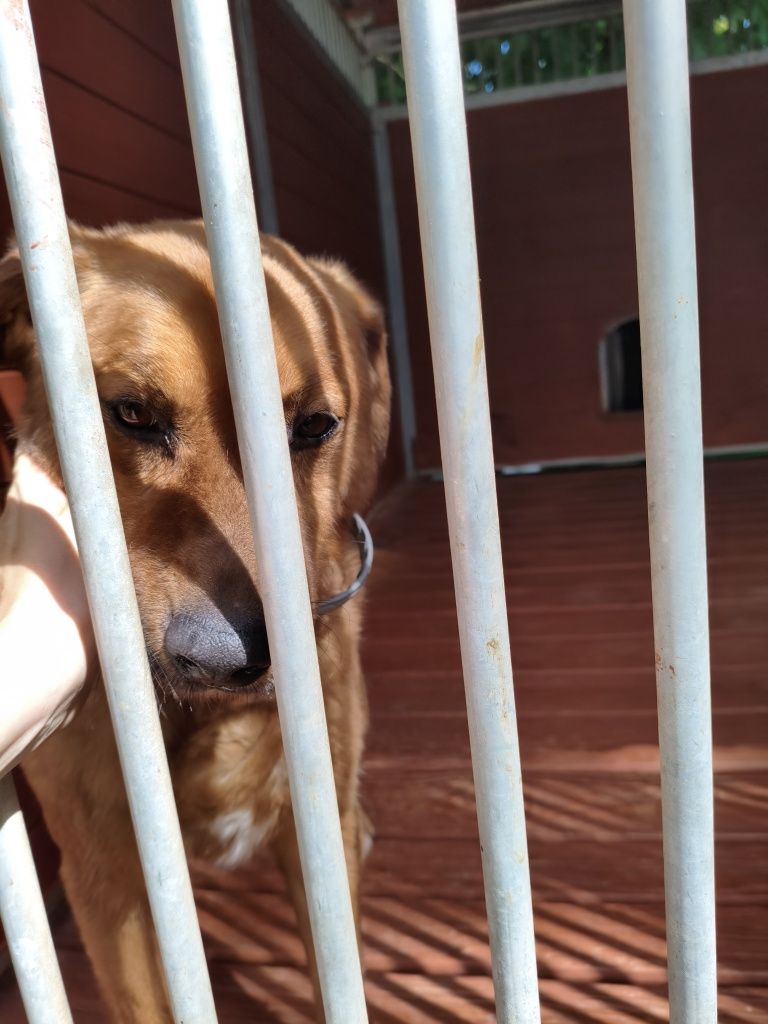 Piękny młody Bekon o wspaniałym charakterze w schronisku