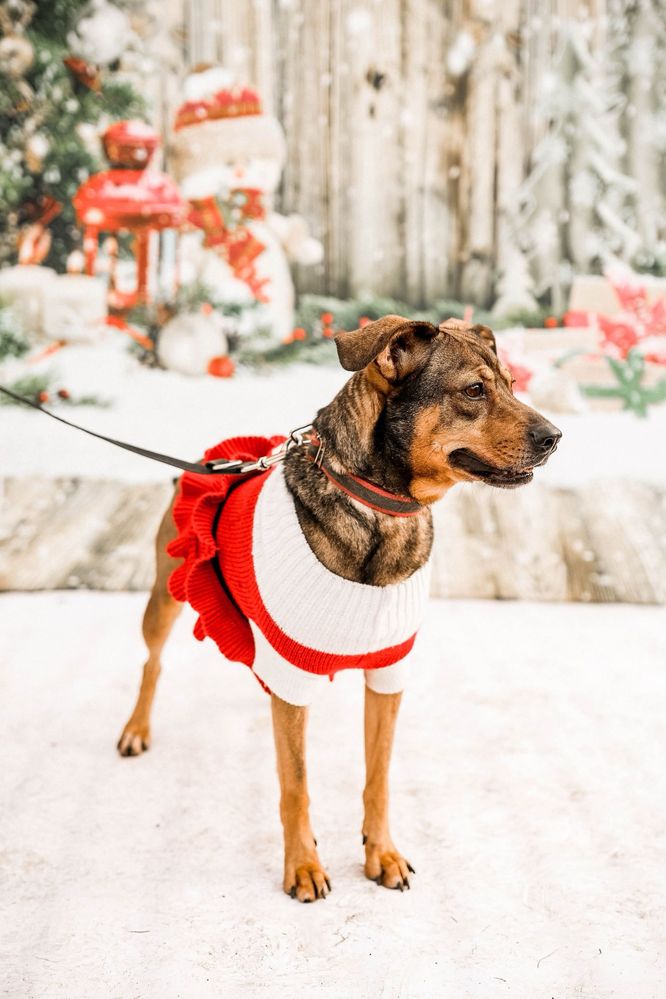 Hera - przyjazna suczka do adopcji