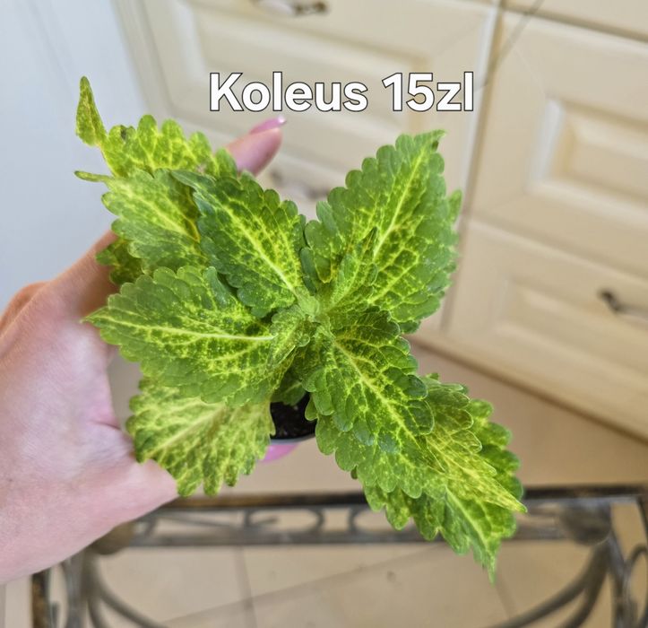 Zamówienie dla Ilonki