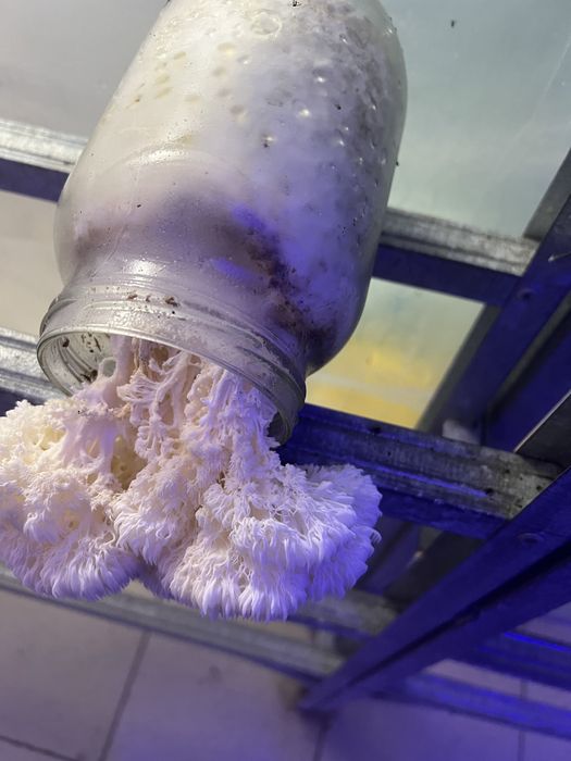 Їжовик гребінчастий, ежовик гребенчатый