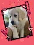 Golden Retriever  piesek FCI