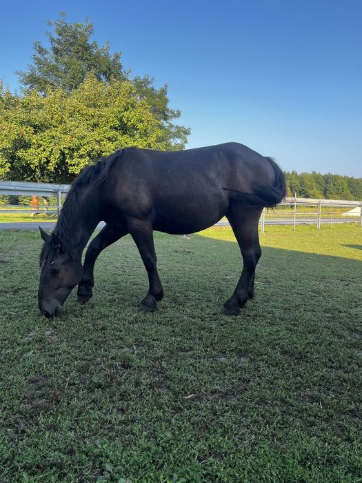 Sprzedam półroczne i roczne klaczki