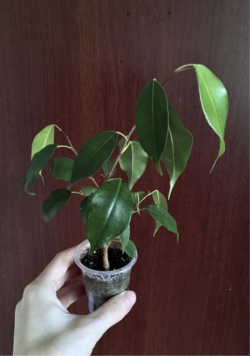 Фікус та молочай