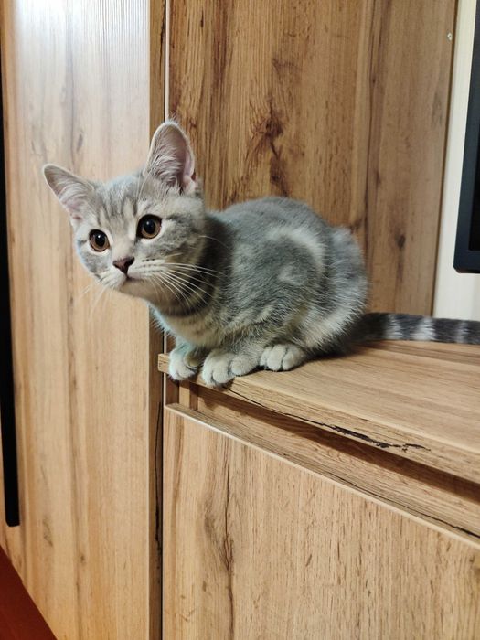 Дівчинка британка