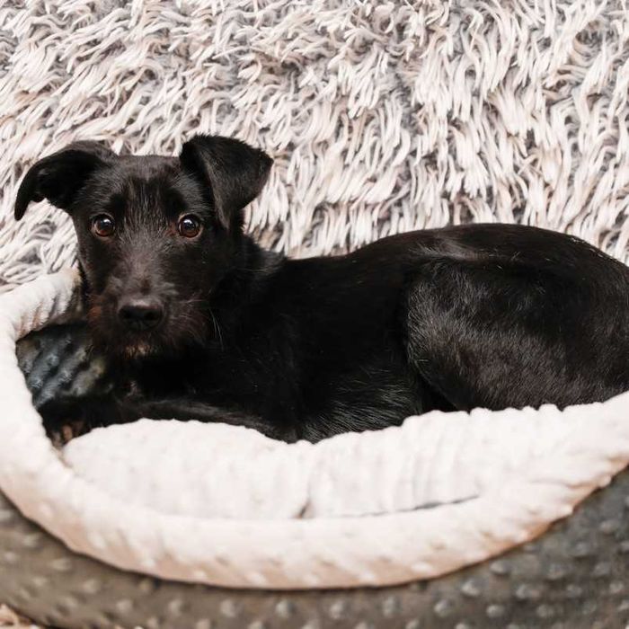 BAO - 6-miesięczny szczeniak, kocha psy. [FILMIKI}