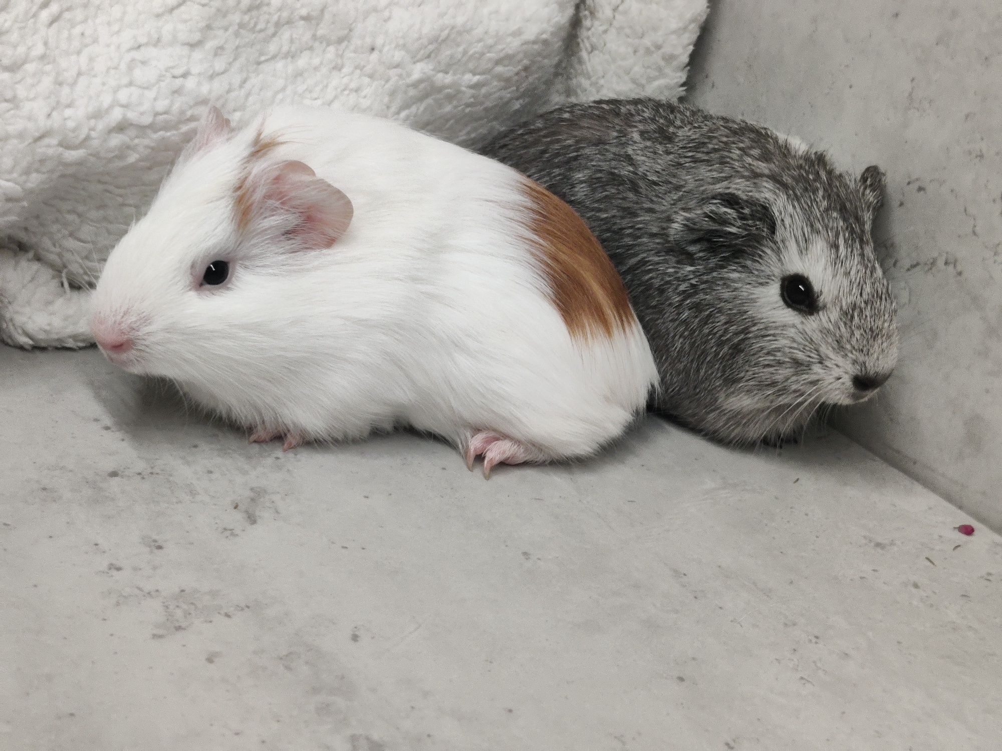 Świnki morskie młode sklep zoologiczny Julianowska 7 b Łódź
