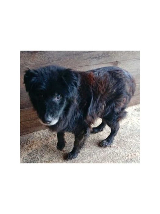 Pilnie! ŁAGODNY, spokojny psi SENIOR Dziadzio