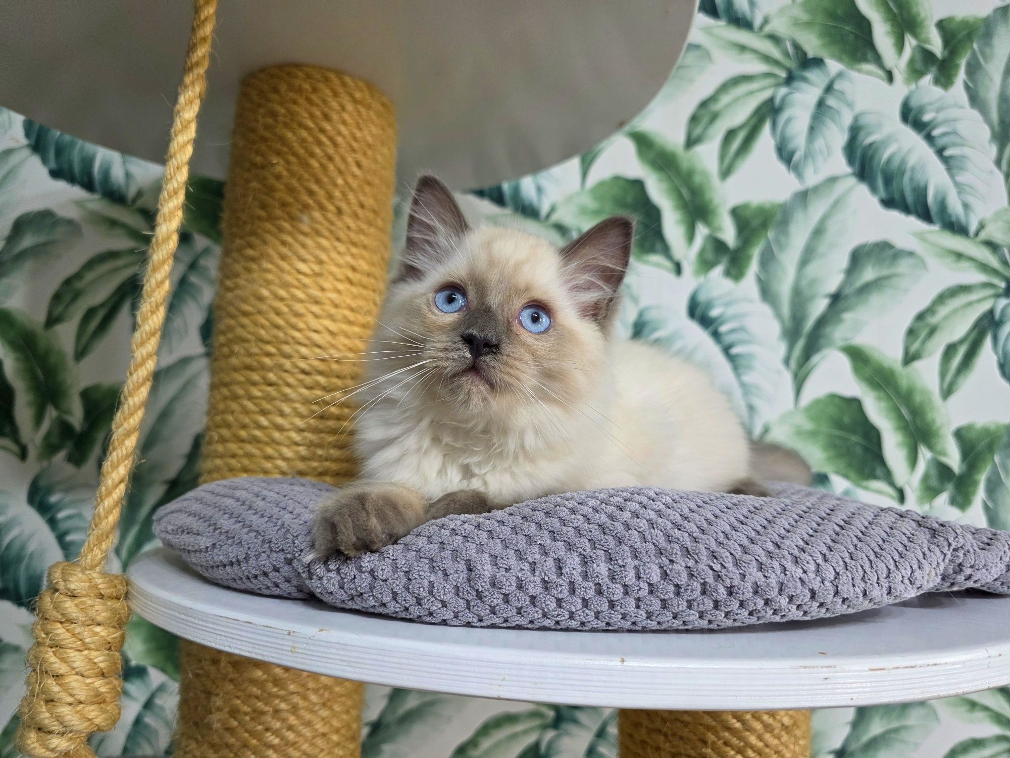 Blue colourpoint ragdoll WCF