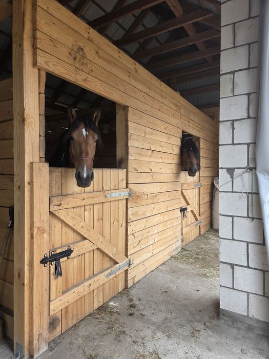 Hotel dla koni, Stajnia