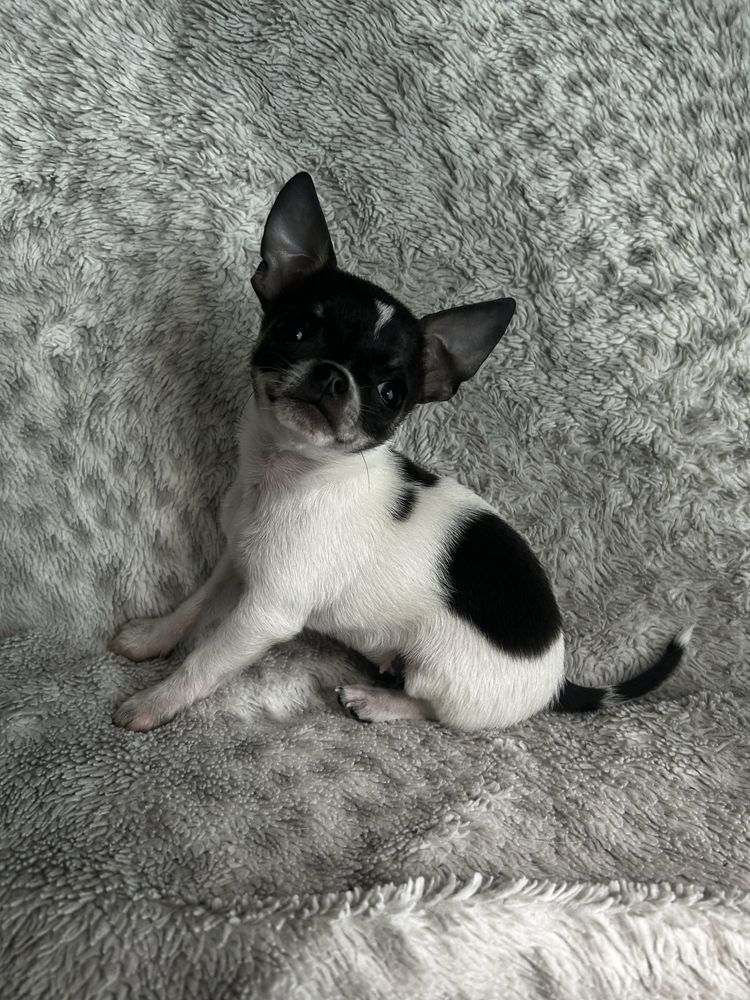 Chihuahua mini piesek niebiesko-biały