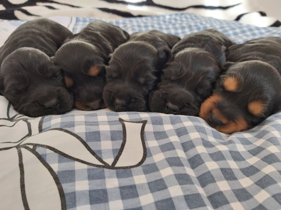 Szczeniaki cocker spaniel po wybitnych rodzicach do rezerwacji