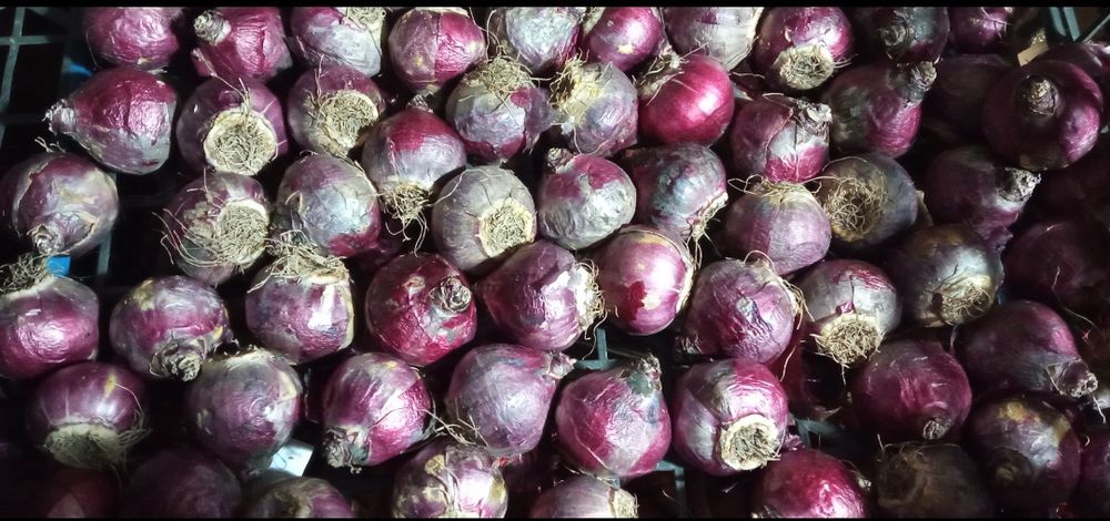 Луковицы Гиацинтов 2х размеров