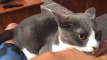 Gato preto e branco