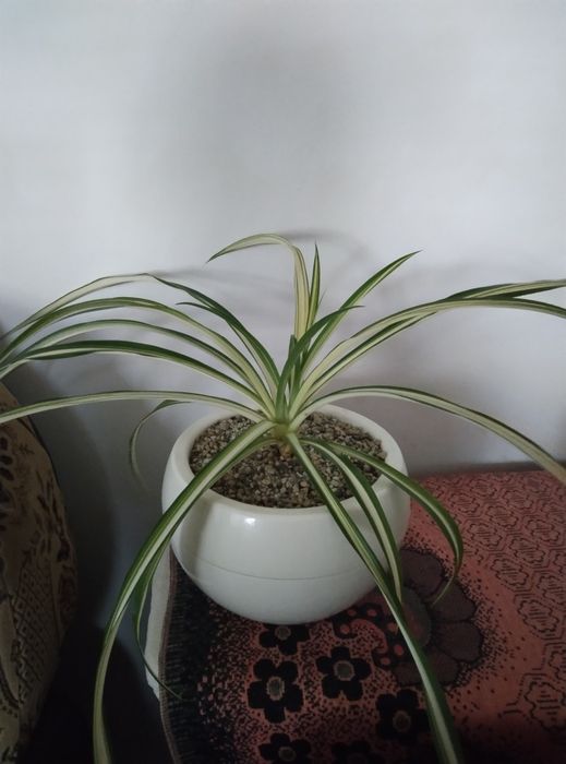 Хлорофітум продам