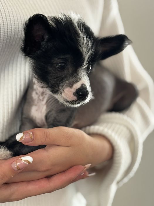 Chiński grzywacz FCI / ZKwP, bezwłosy - suczka