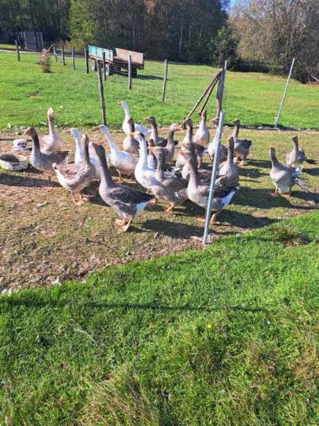 Sprzedam parę gęsi z 2025