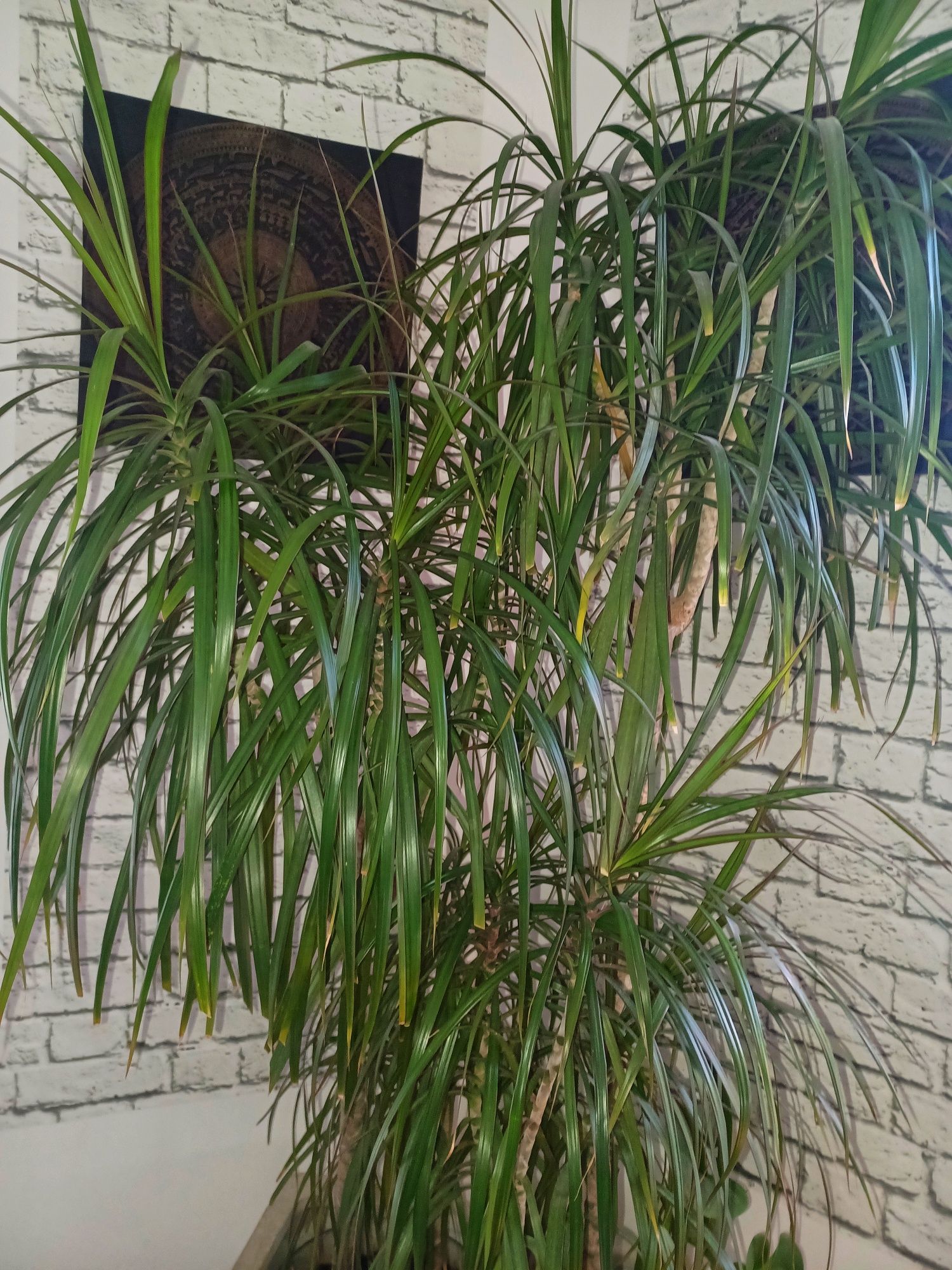 Dracaena Marginata 180cm