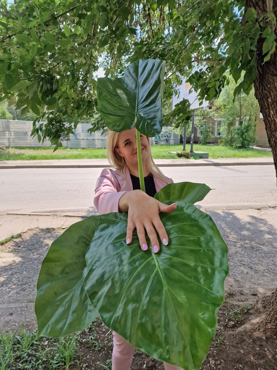 Алоказия Macrorrhiza. Алоказія Макроріза