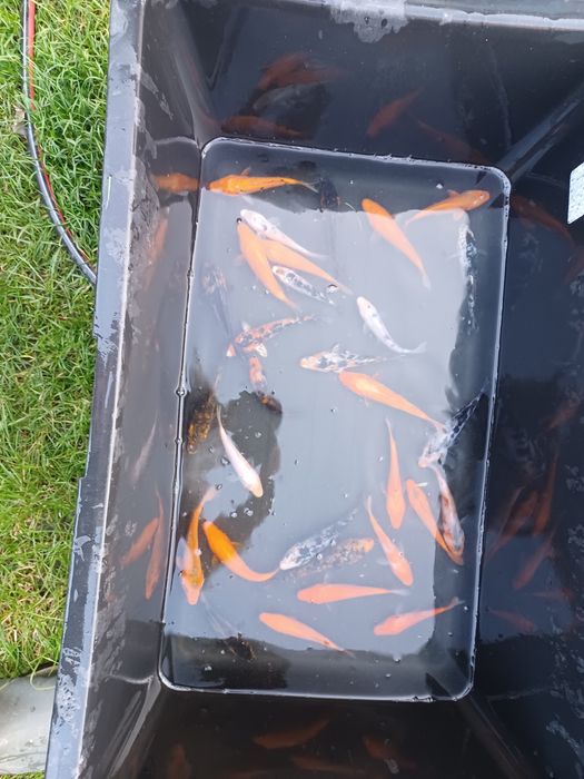 Karp narybek  / kroczek  . Lin , Amur  , Tołpyga .