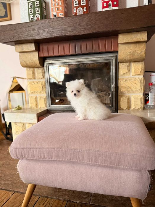 Szpic miniaturowy-pies