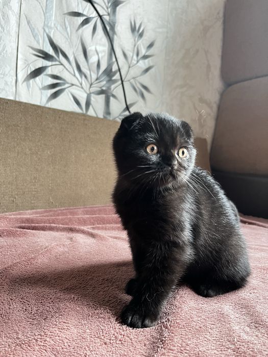 Шотландский вислоухий котенок (мальчик)