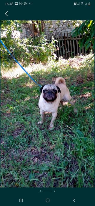 Мальчишка мопс на вязку