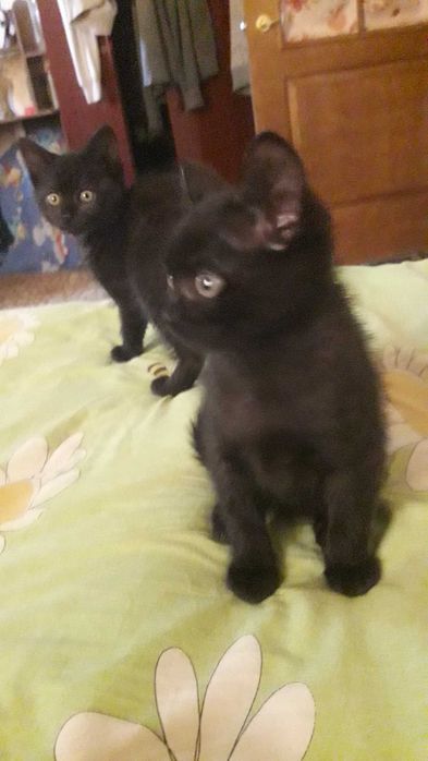 Віддам 2х кошенят.