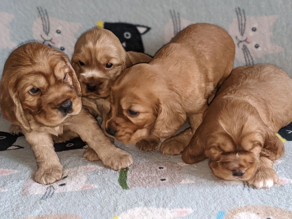 Цуценята англійського кокер - спанієля, бронювання та продаж