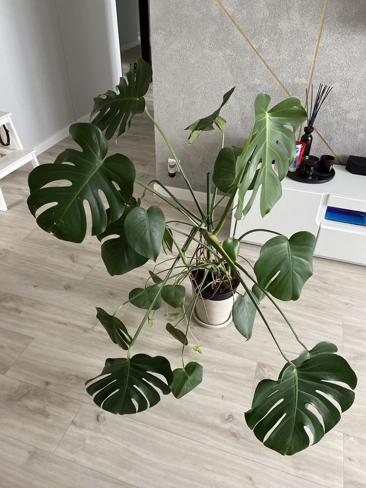 Monstera bez osłonki