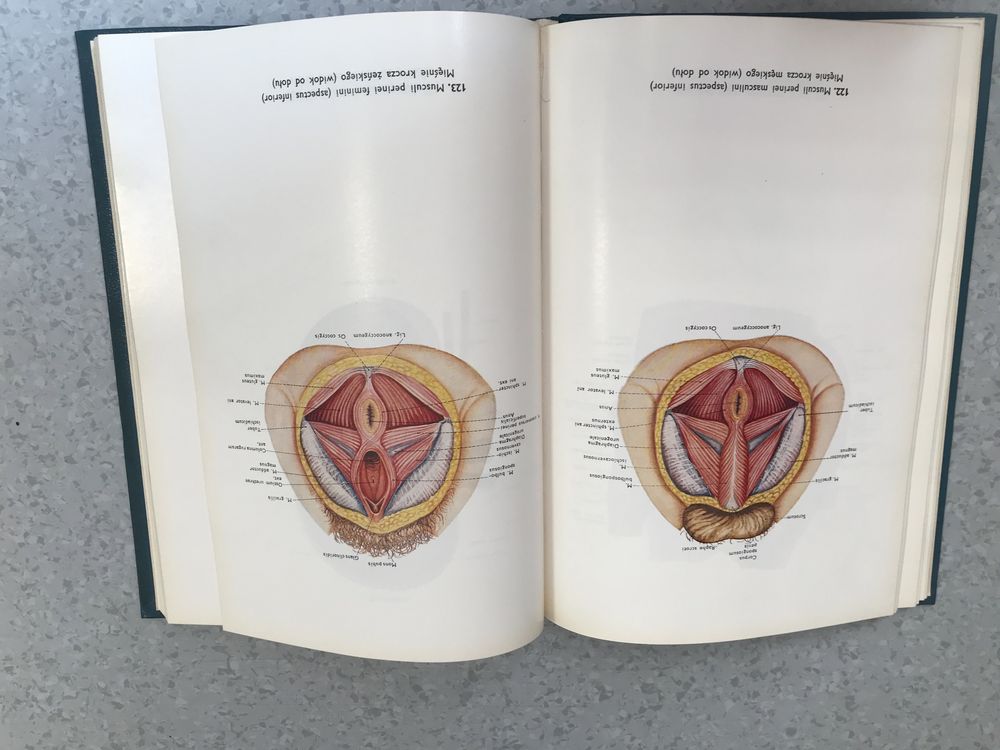 Atlas anatomii człowieka, tom 2 -  Stelmasiak, Osemlak