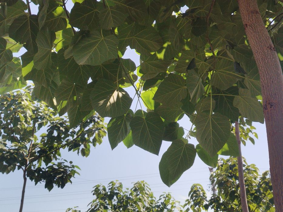 Саджанці Павловнії