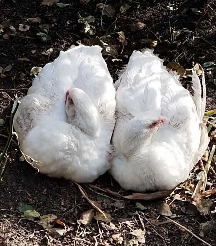 Качка мускусна, індокачка, шипуни, важка лінія німецька селекція.