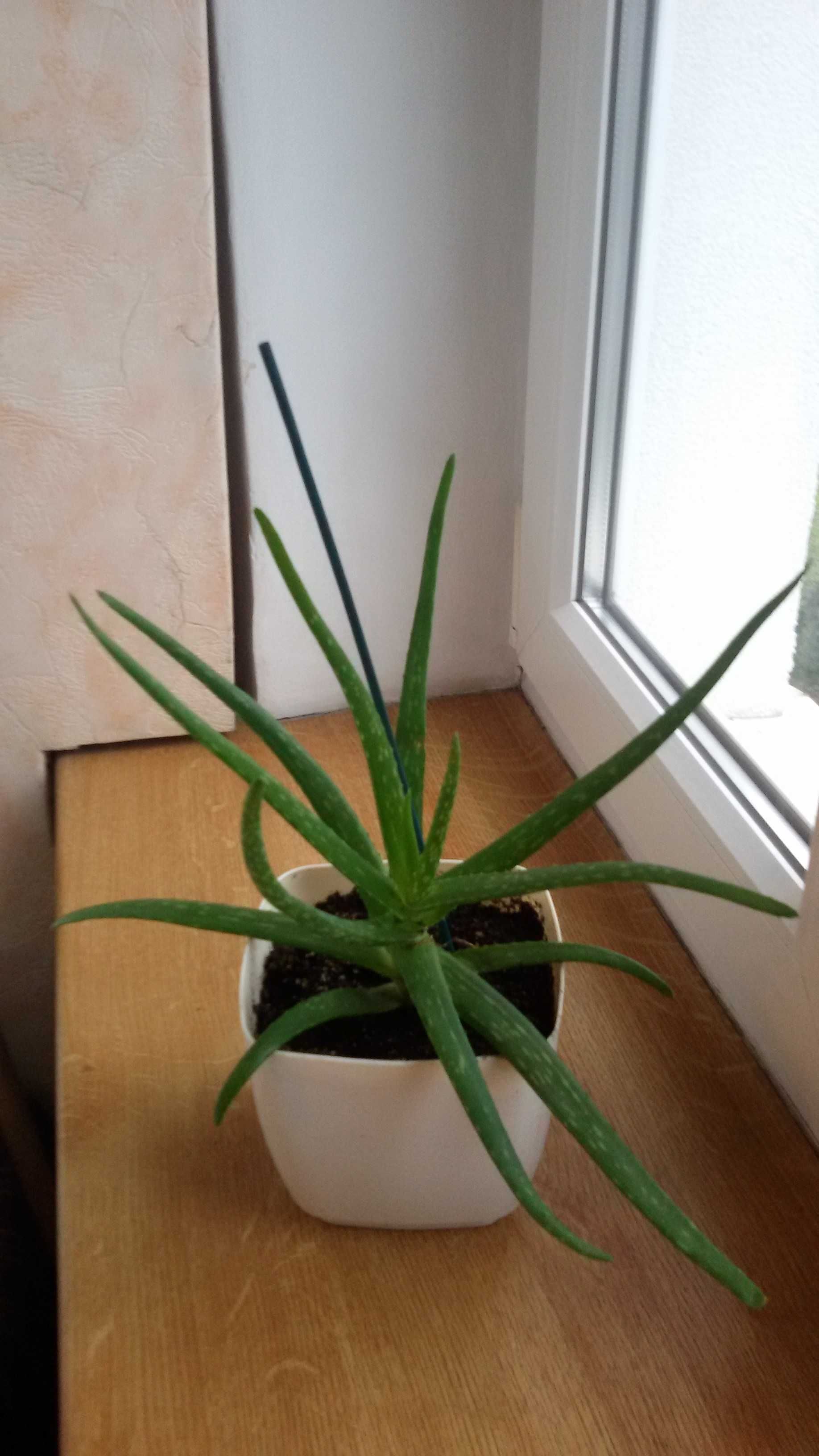 Aloes leczniczy roślina doniczkowa, 2 szt.