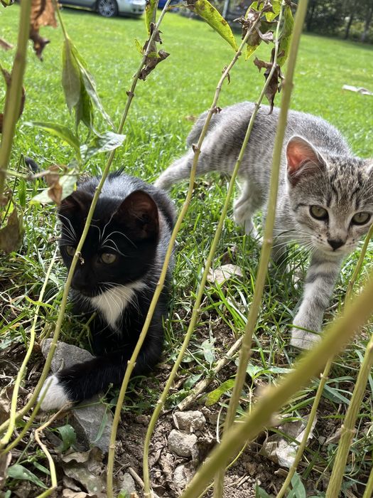 Oddam dwie kotki ZA DARMO