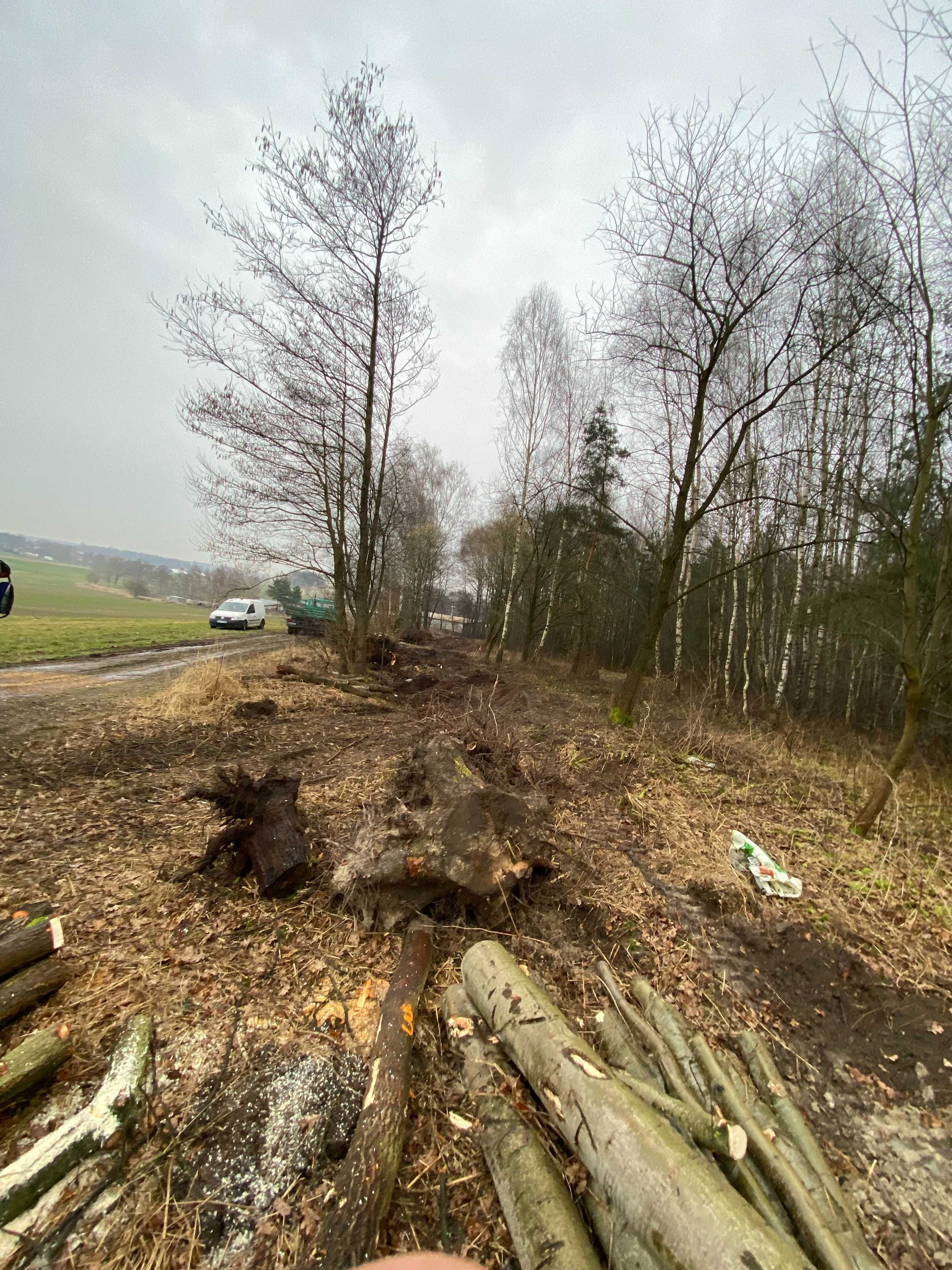 Wycinka drzew, czyszczenie działek samosiejek