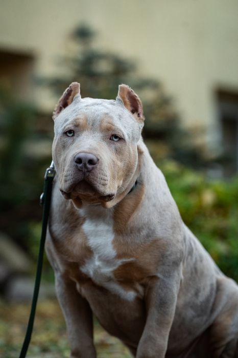 American bully xl samiec 6 miesięcy