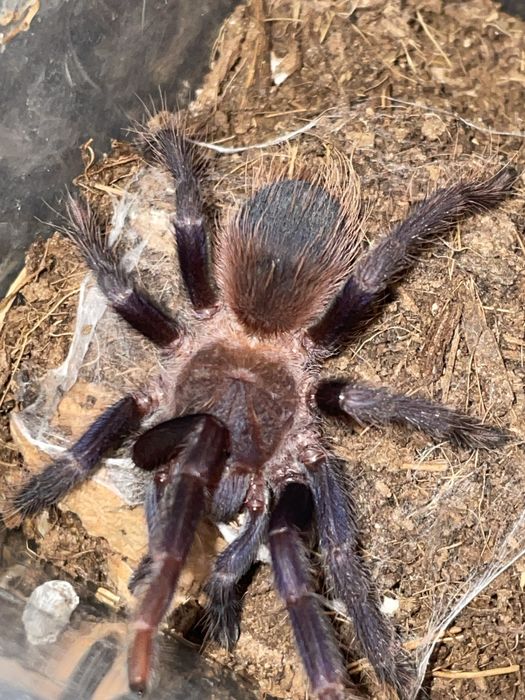 Ptasznik pterinopelma sazimai stadium L5