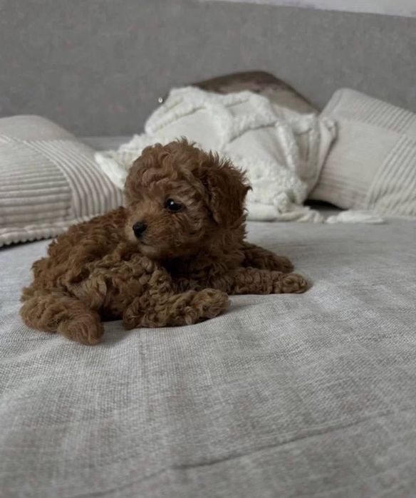 Гарна собачка той пудель