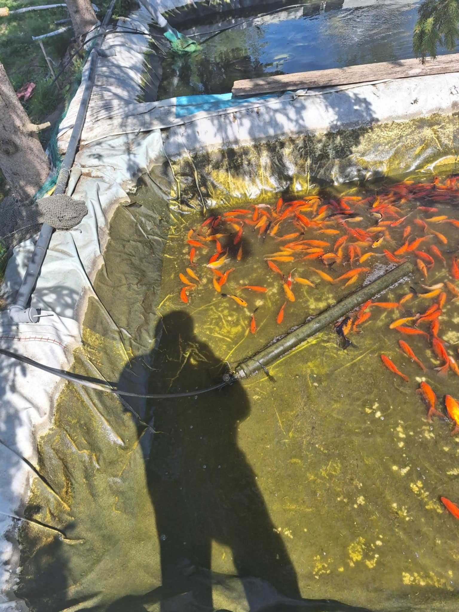 Narybek Karp Koi, Jesiotr, Karaś